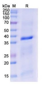 SDS PAGE (TLR7-5895H).jpg